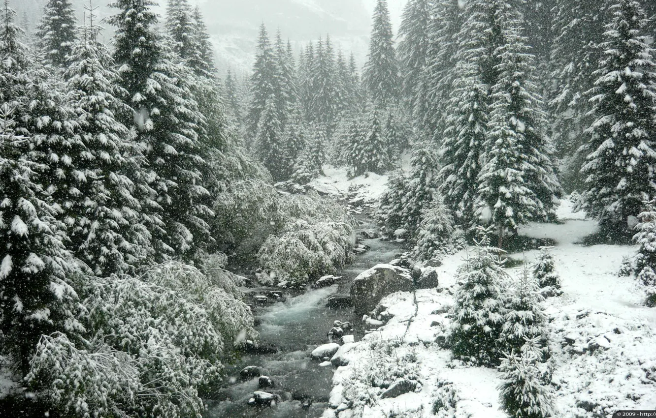 Фото обои зима, лес, снег, деревья, природа
