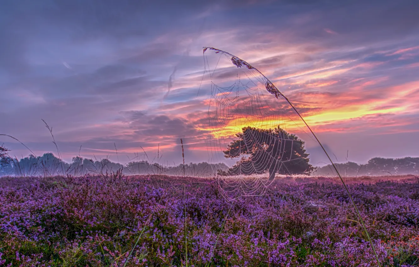 Фото обои закат, паутина, луг, панорама, Нидерланды, травинка, Голландия, вереск