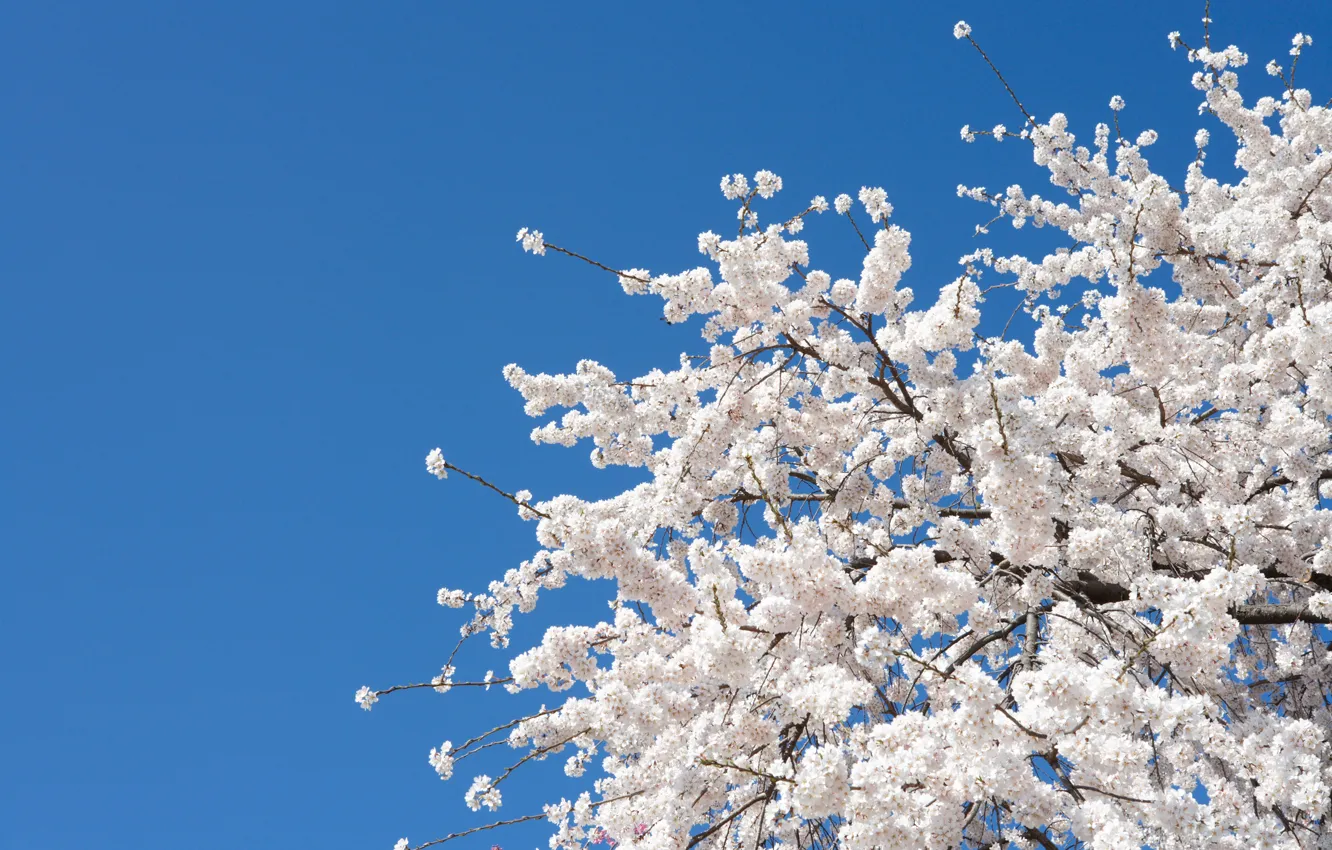 Фото обои цветы, вишня, дерево, весна, сакура, white, белые, Nature, цветение, flowers, tree, sakura, cherry, spring, bloom