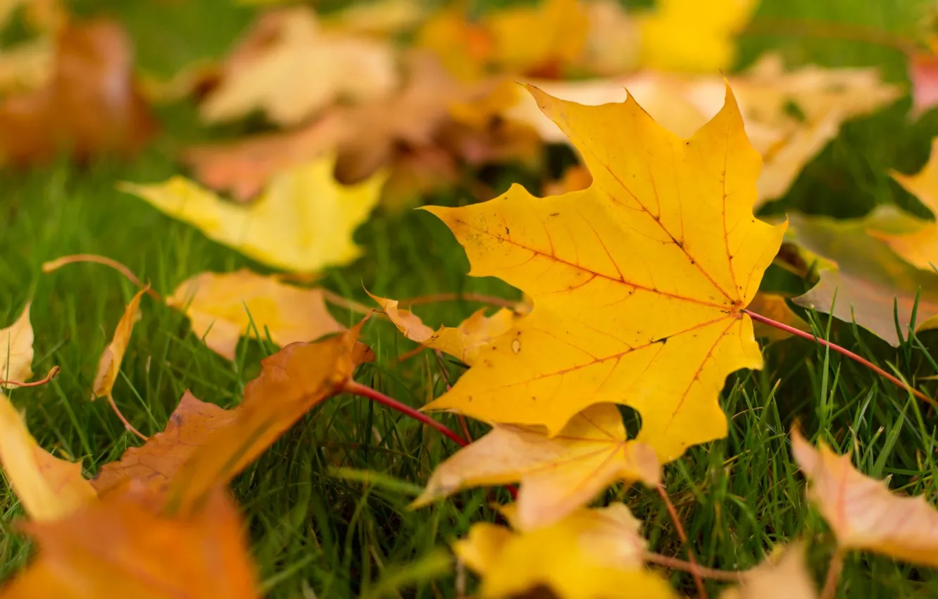Фото обои осень, листья, макро, фон, widescreen, обои, желтые листья, листик, wallpaper, листочки, листочек, широкоформатные, листики, background, …