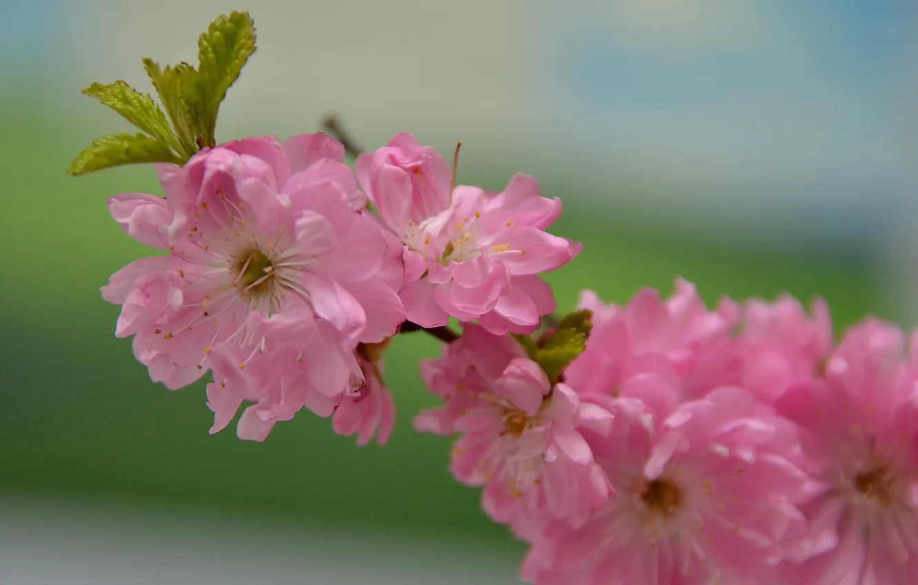 Фото обои ветка, Сакура, розовый цвет