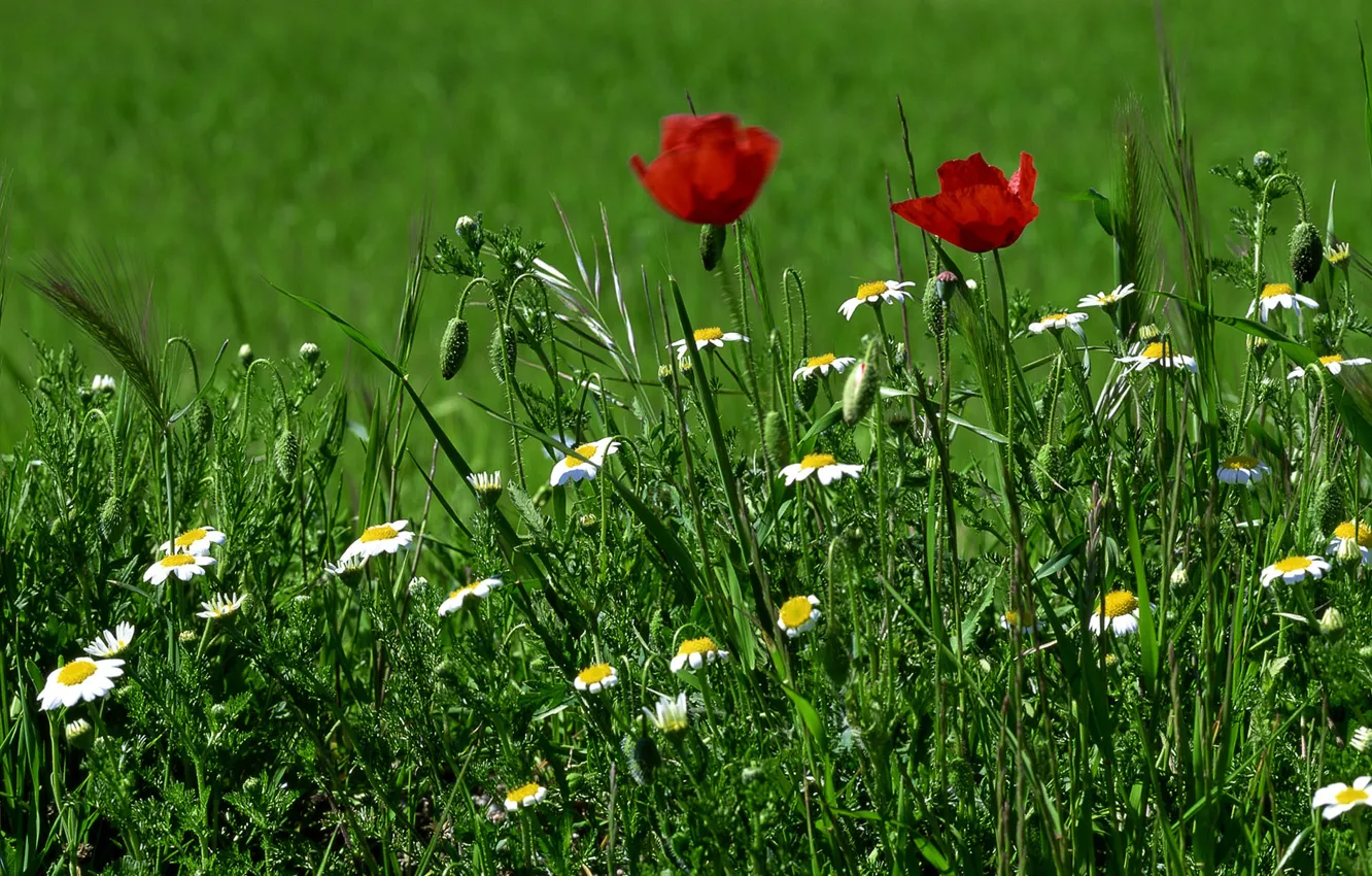 Фото обои зелень, трава, цветы, маки, ромашки