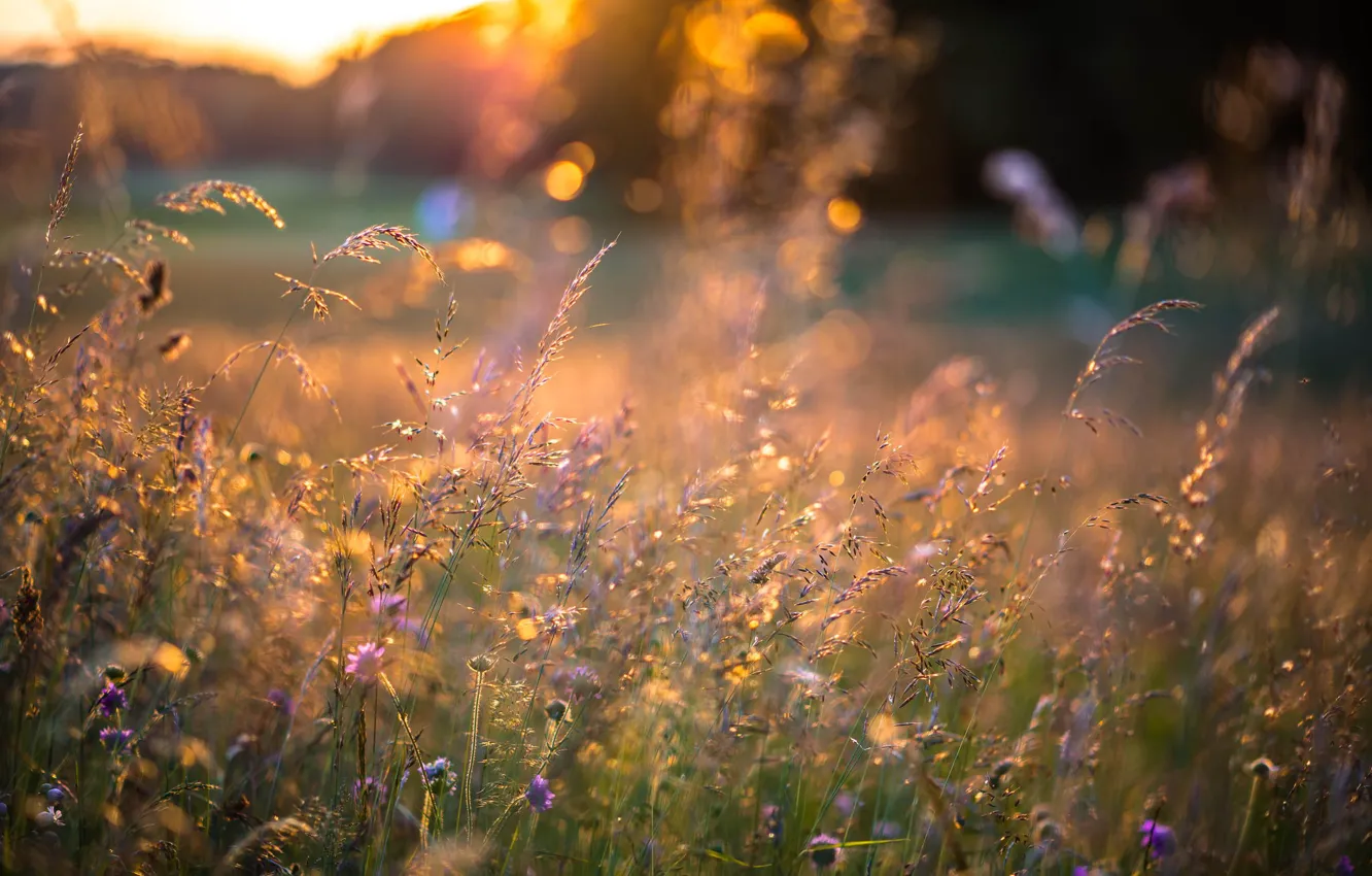 Фото обои лето, трава, закат, цветы, колоски