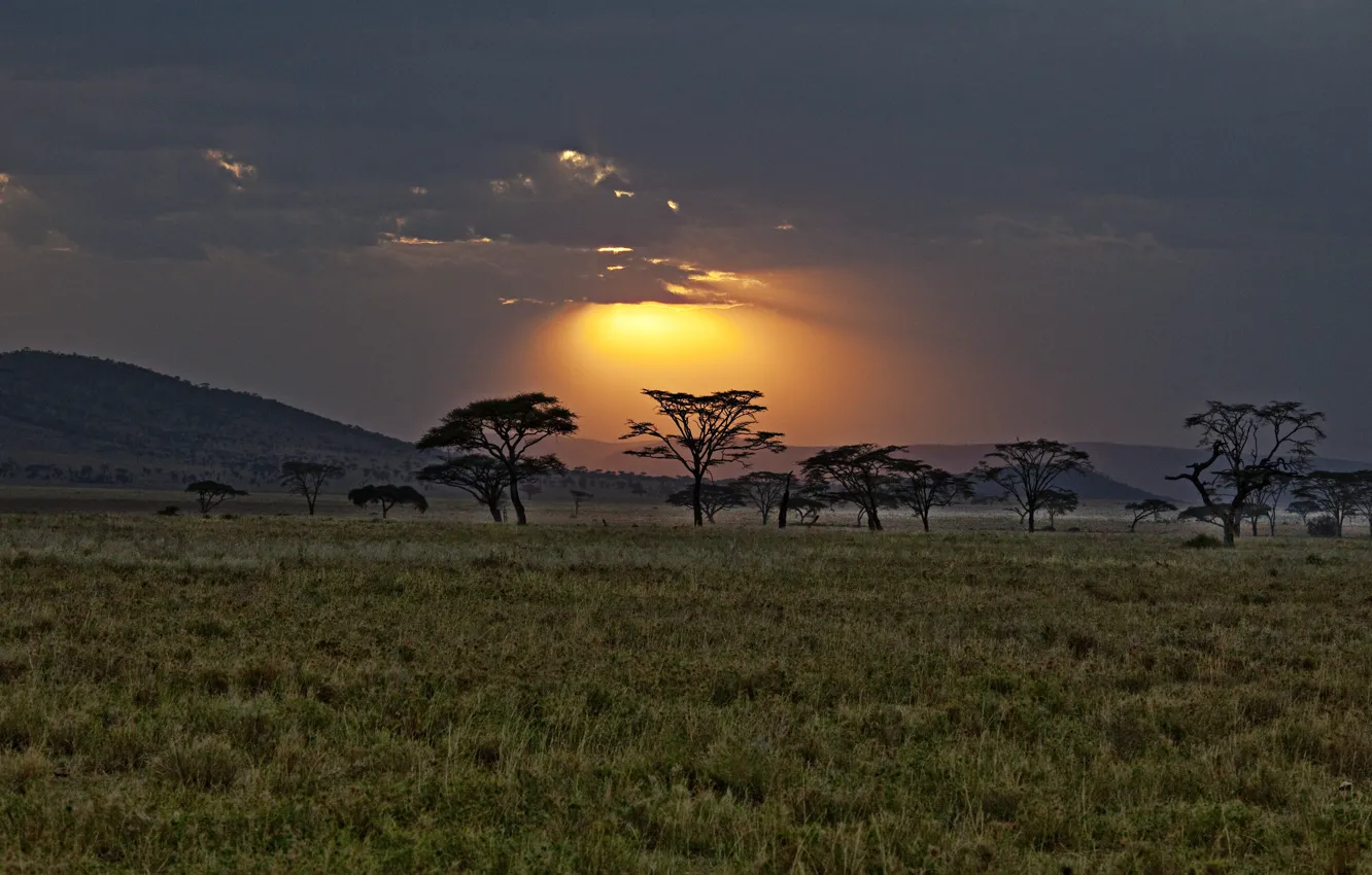Фото обои закат, саванна, Африка, Кения