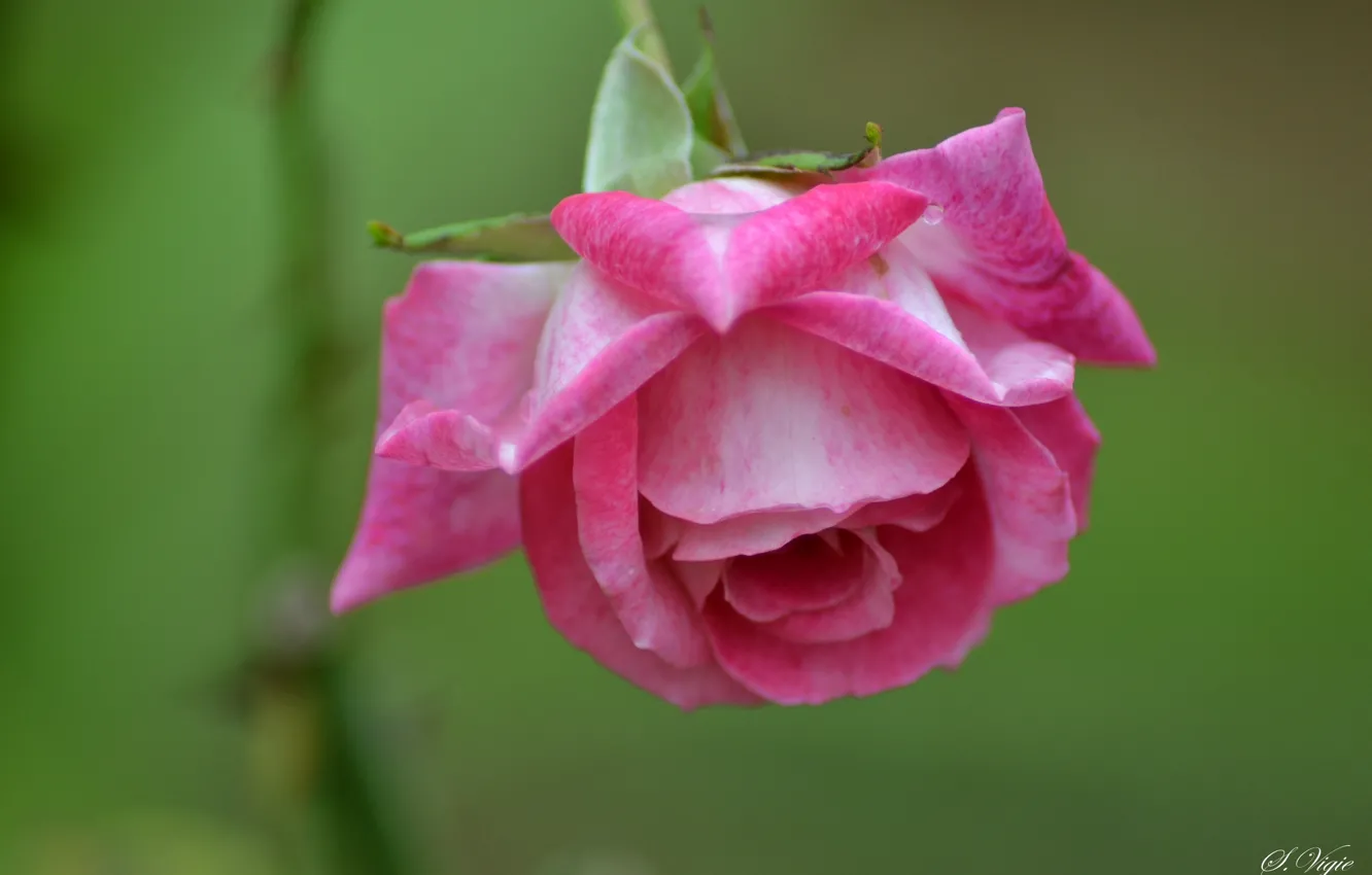 Фото обои розовая, роза, лепестки, бутон, rose, цветение, flower, pink, petals, bloom