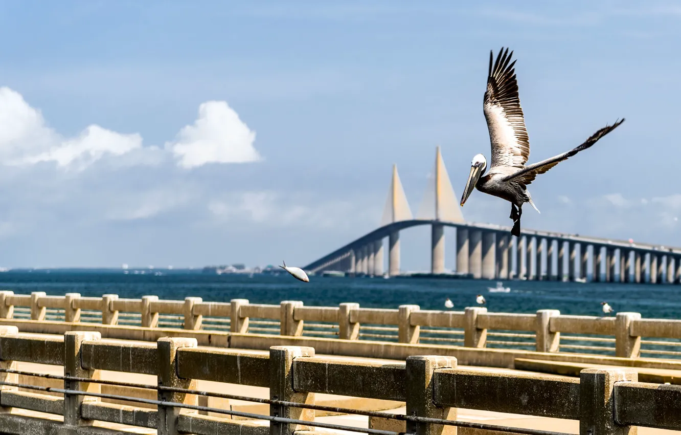 Фото обои вода, мост, голубой, птица, лодка, рыба, облако, Флорида, залив, USA, США, Bridge, Saint, bird, blue, …