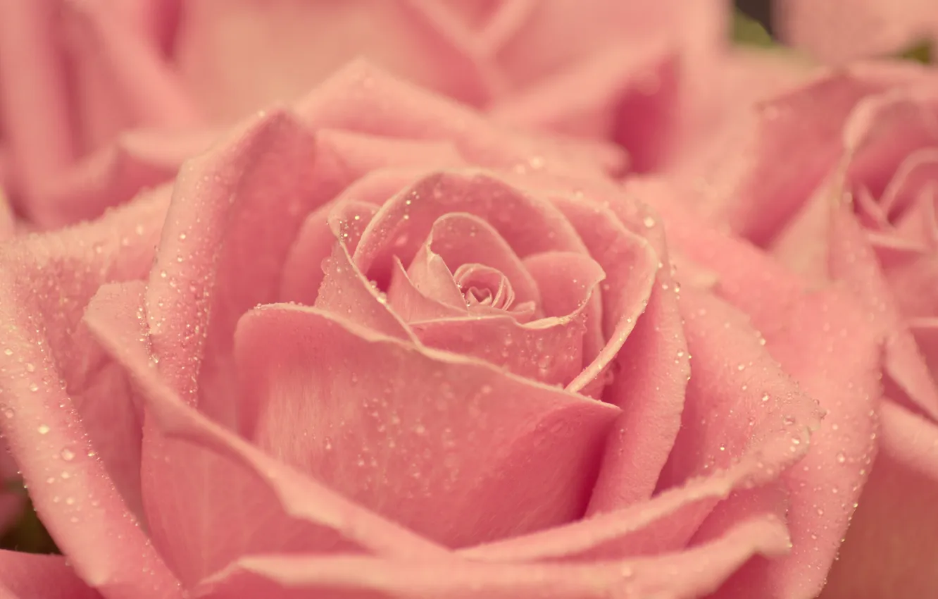 Фото обои капли, макро, розовая, нежность, роза, красота, лепестки, размытость, бутон