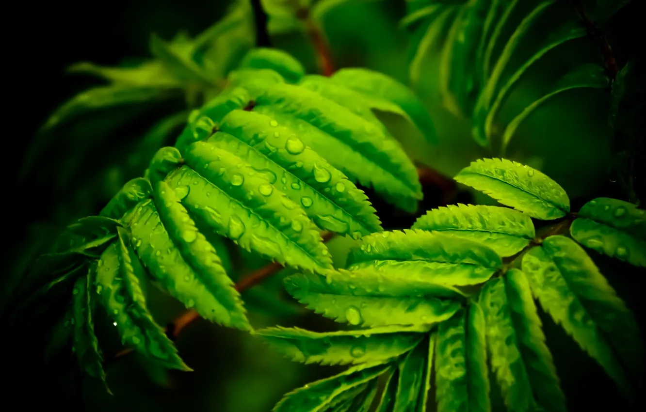 Фото обои макро, природа, лист, зеленый, green, nature, macro, leaf