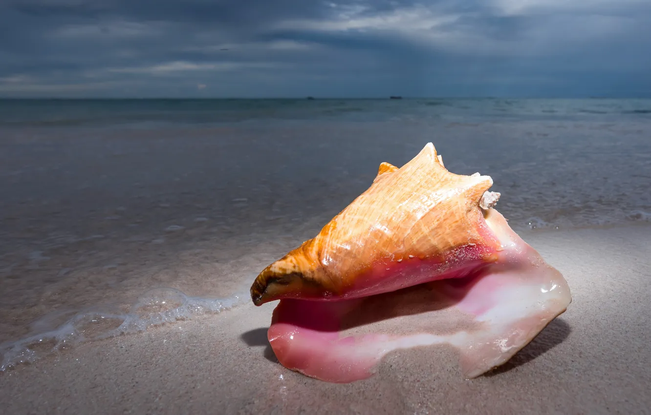 Фото обои песок, океан, ракушка