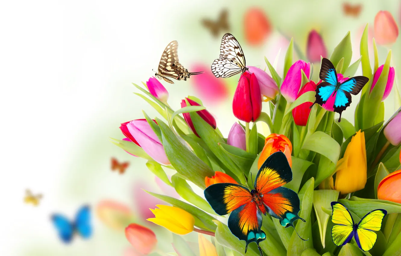 Фото обои бабочки, цветы, весна, colorful, тюльпаны, fresh, flowers, beautiful, tulips, spring, butterflies