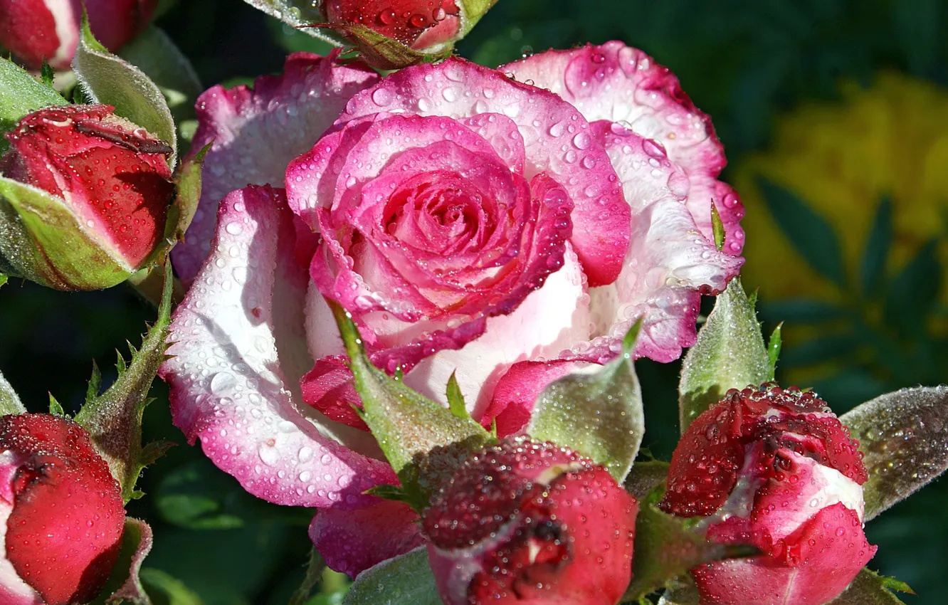 Фото обои капли, макро, роса, роза, куст, лепестки, бутон