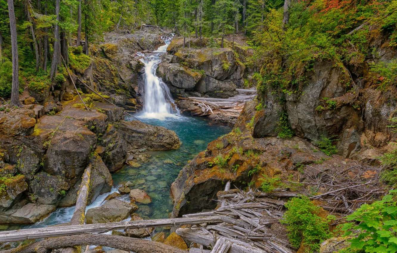 Фото обои лес, река, скалы, водопад, Washington, Silver Falls, Packwood