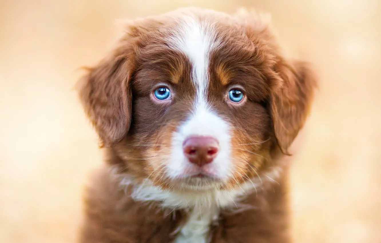 Фото обои животные, взгляд, собака, щенок, голубые глаза