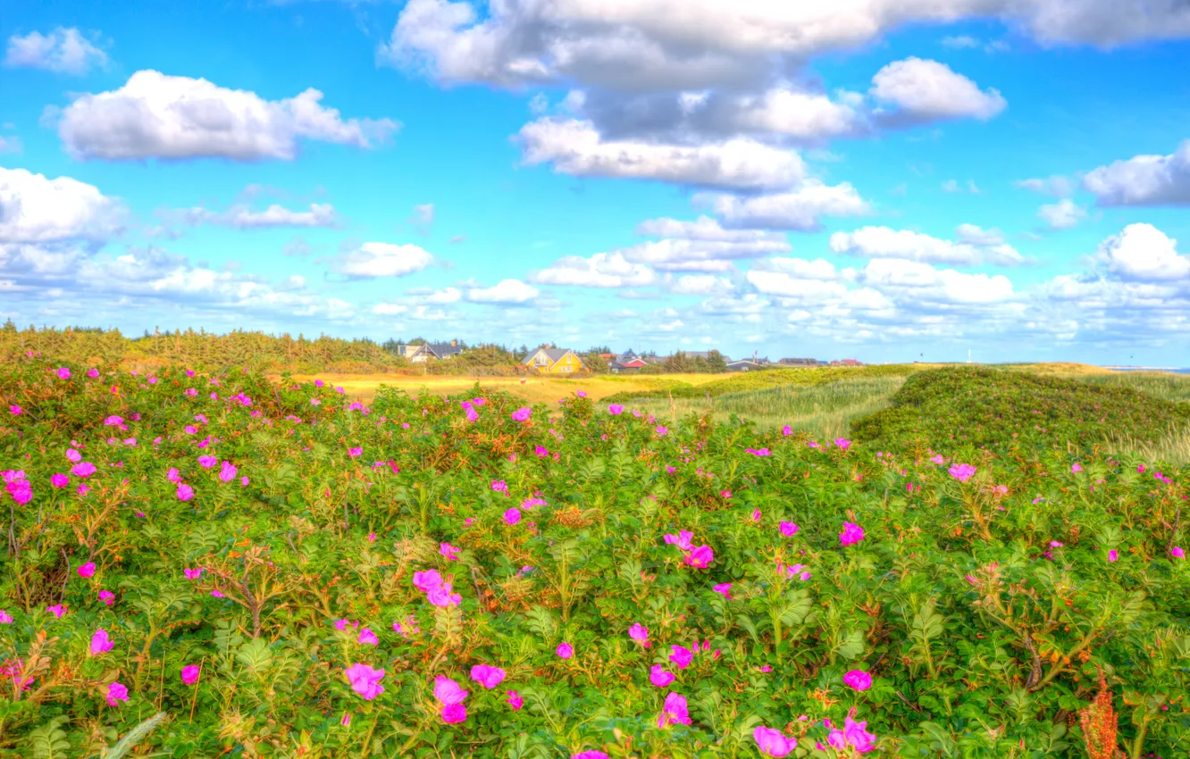 Фото обои зелень, поле, лес, лето, небо, трава, облака, цветы, HDR, дома, Дания, луг, Blavand