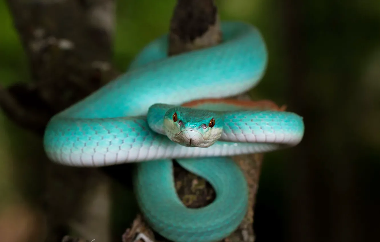 Фото обои природа, змея, Blue Trimeresurus insularis. 