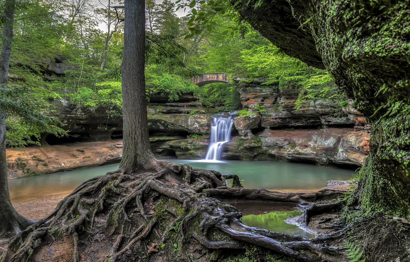 Фото обои лес, деревья, мост, корни, озеро, водопад, Огайо, Ohio, Hocking Hills State Park, Hocking State Forest, …
