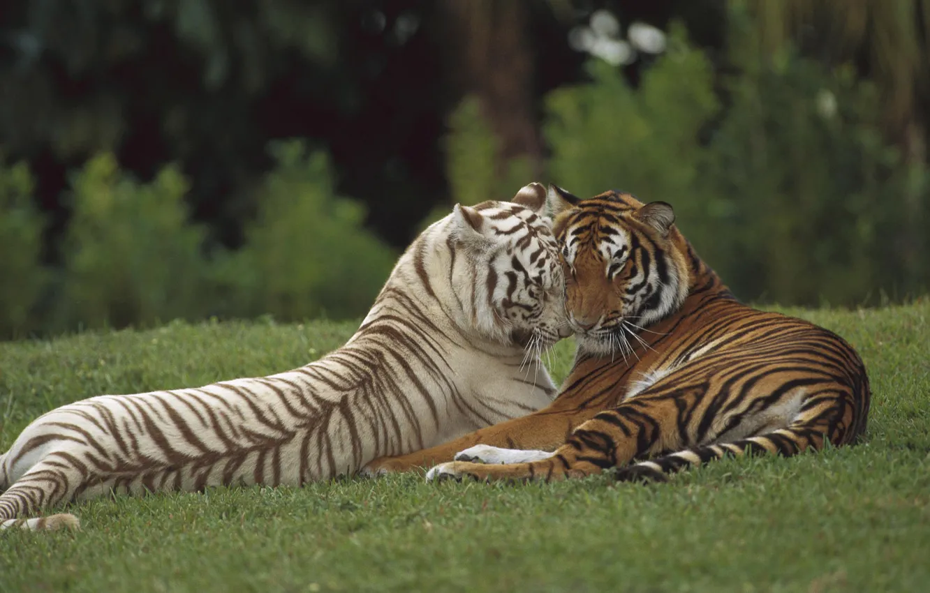 Фото обои любовь, хищник, пара, тигры, дикая кошка