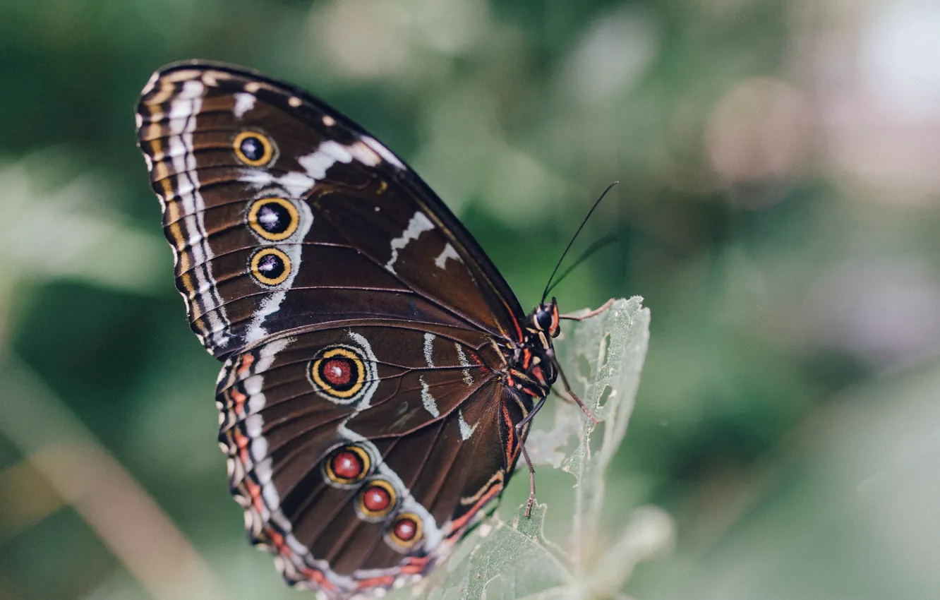 Фото обои бабочка, крыло, насекомое, крылышко