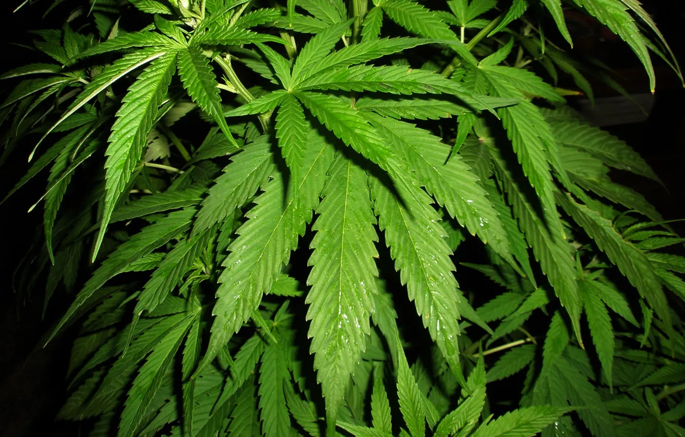 Обой конопли скачать бесплатно легализация марихуаны и сша