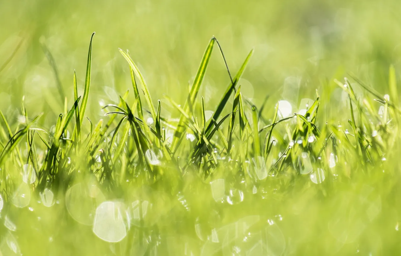 Фото обои трава, свет, природа, зеленый, green, растения, light, grass, nature, plants