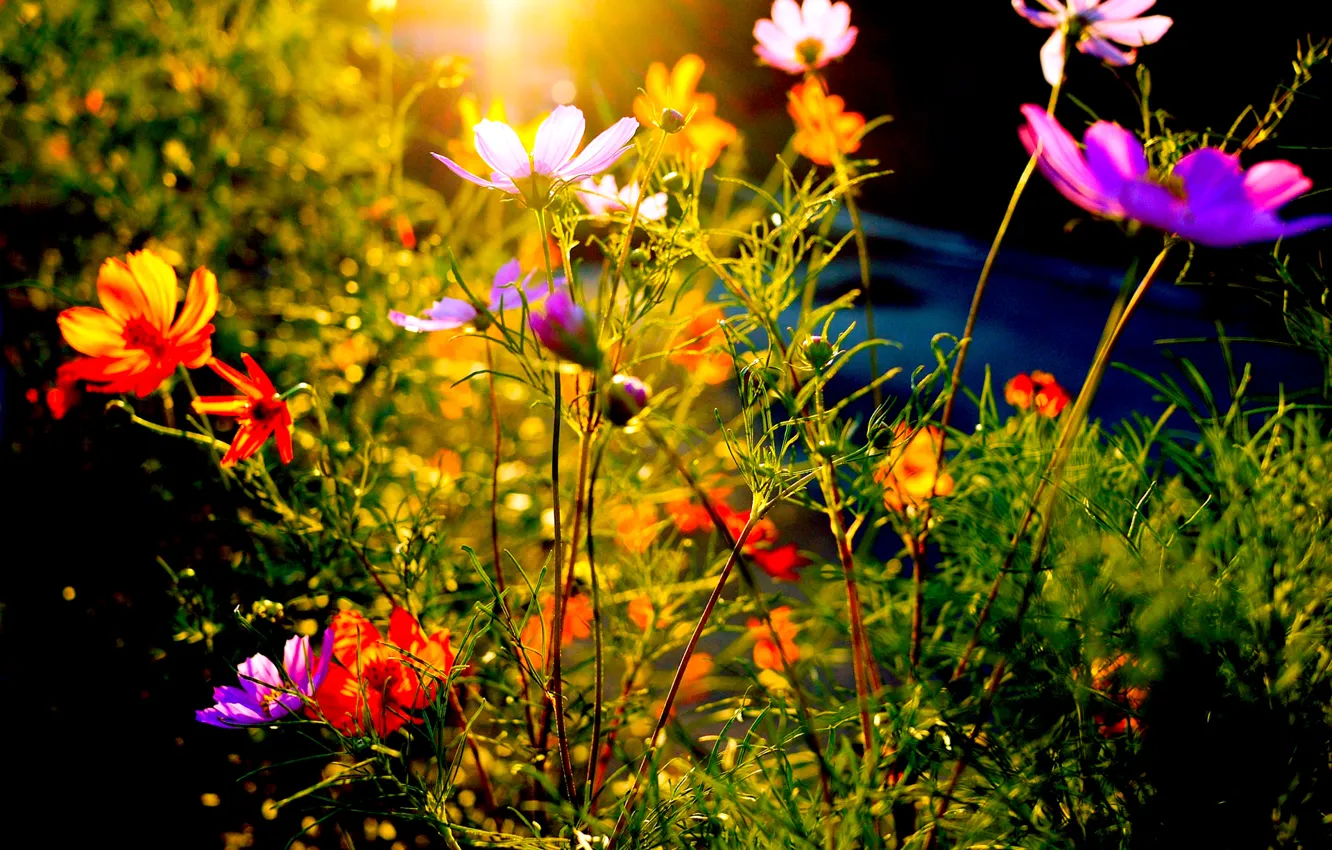 Фото обои поле, лучи, закат, цветы, луг