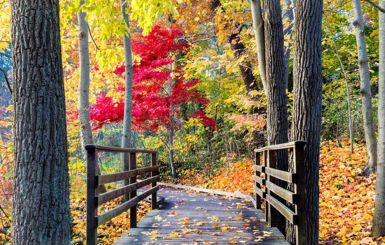 Фото обои дорога, осень, лес, листья, деревья, природа, парк, colors, colorful, forest, road, trees, nature, park, autumn, …