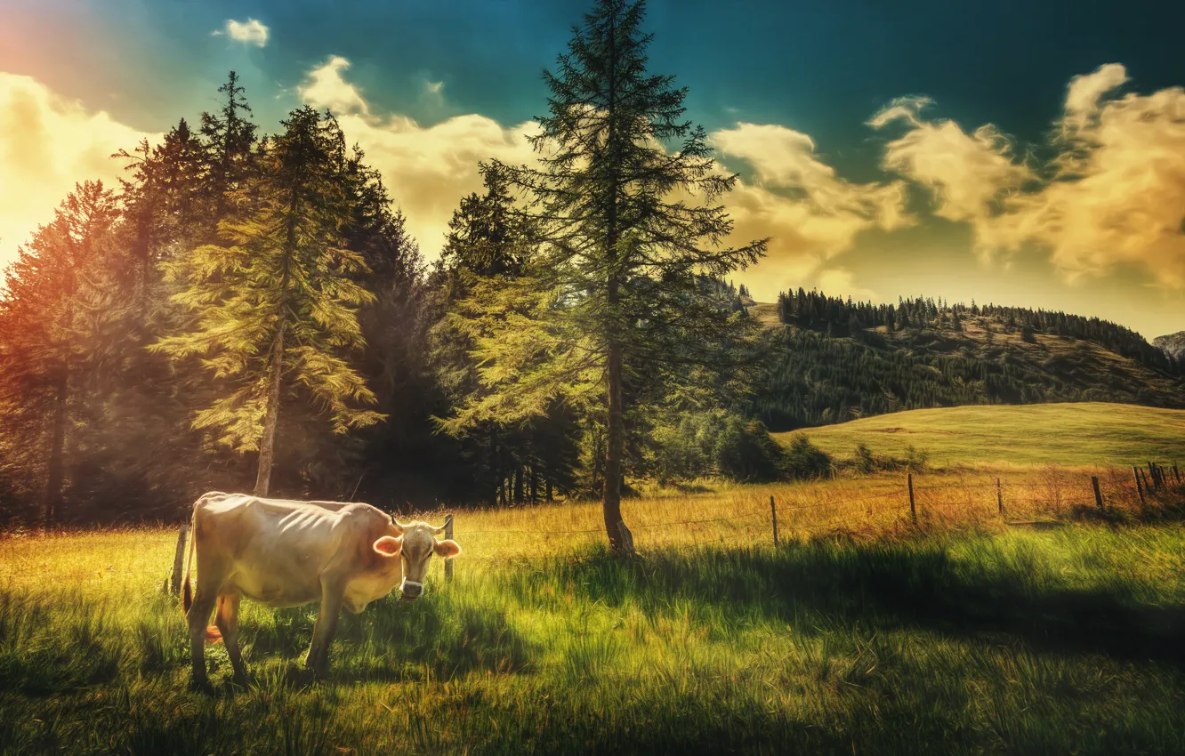 Фото обои поле, небо, облака, деревья, корова, обработка