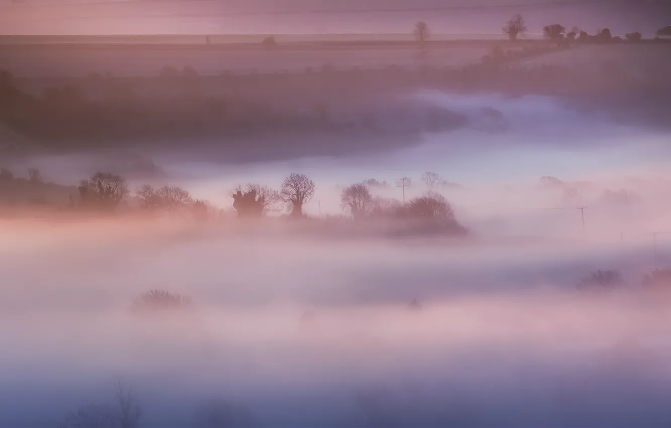 Фото обои поле, деревья, природа, туман, розовый, Англия, утро, Великобритания, дымка