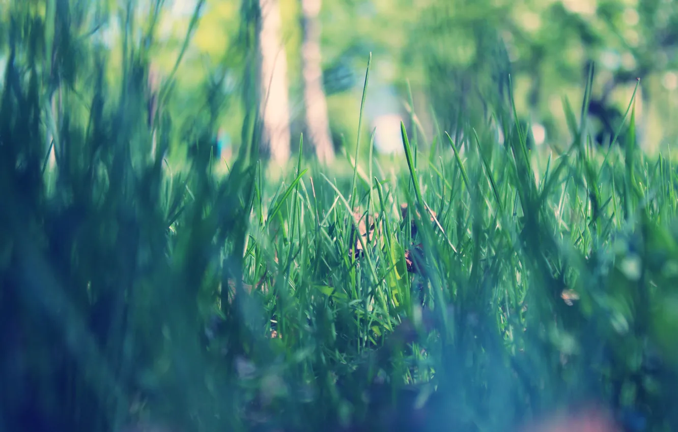 Фото обои трава, макро, парк, весна, утро, зеленая