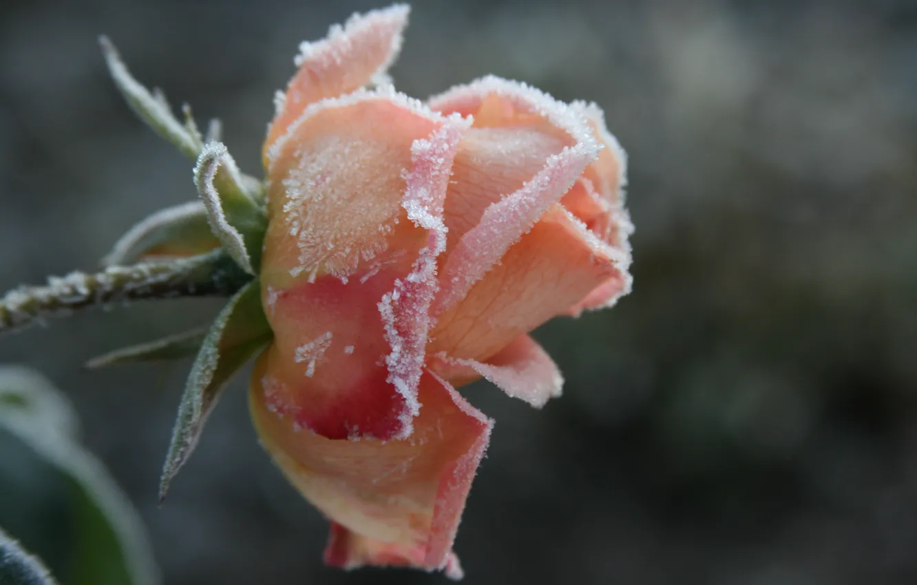 Фото обои холод, иней, цветок, макро, цветы, фон, обои, роза, растение, утро, сад, мороз