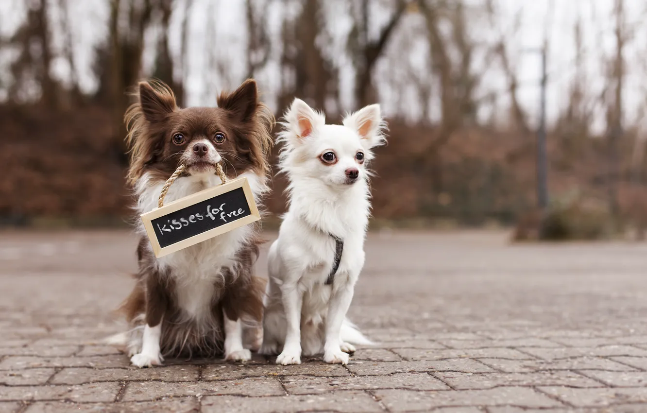 Фото обои собаки, надпись, улица, табличка, двое, друзья, Чихуахуа