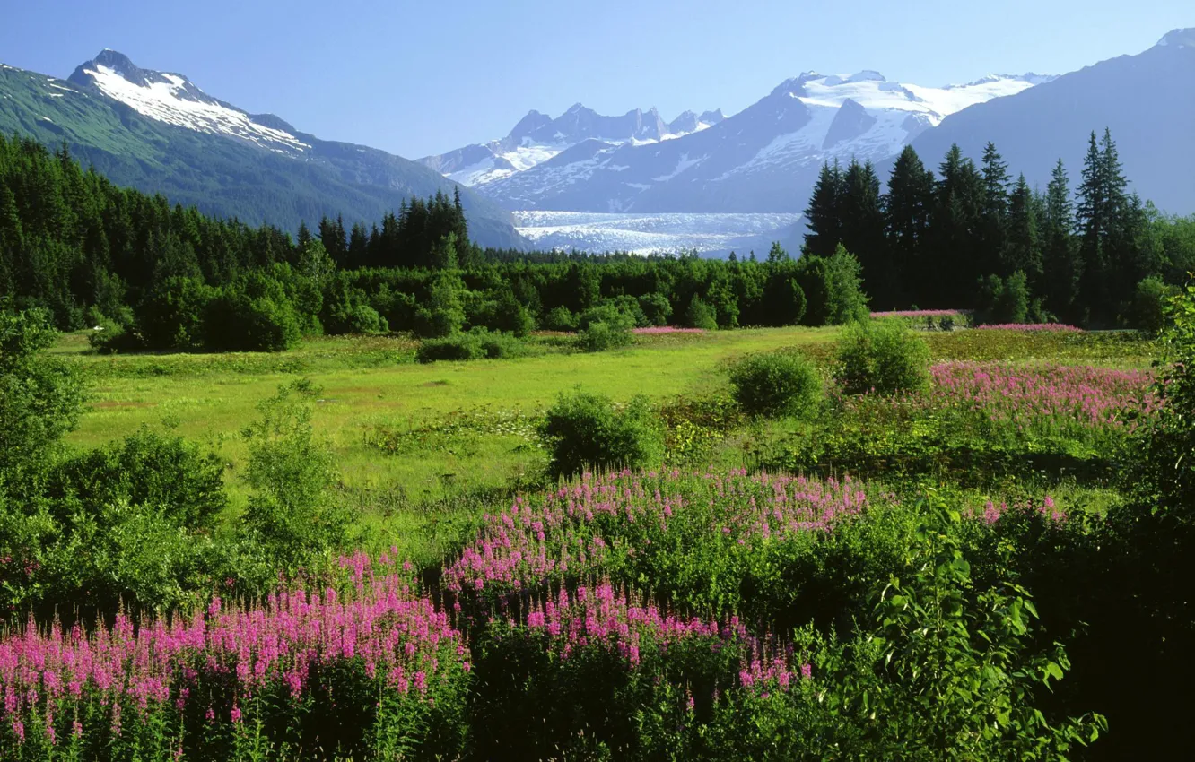 Фото обои снег, деревья, цветы, горы, Аляска, луг