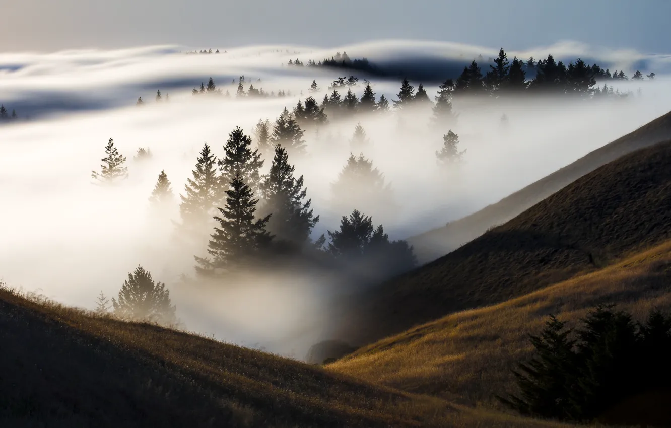 Фото обои лес, туман, холмы, долина, Калифорния, США