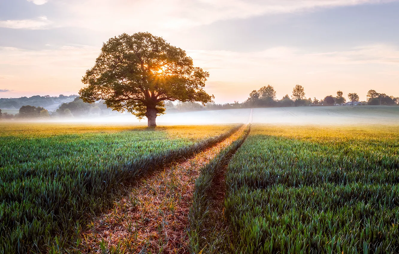 Фото обои поле, пейзаж, природа, туман, восход, дерево, Англия, утро