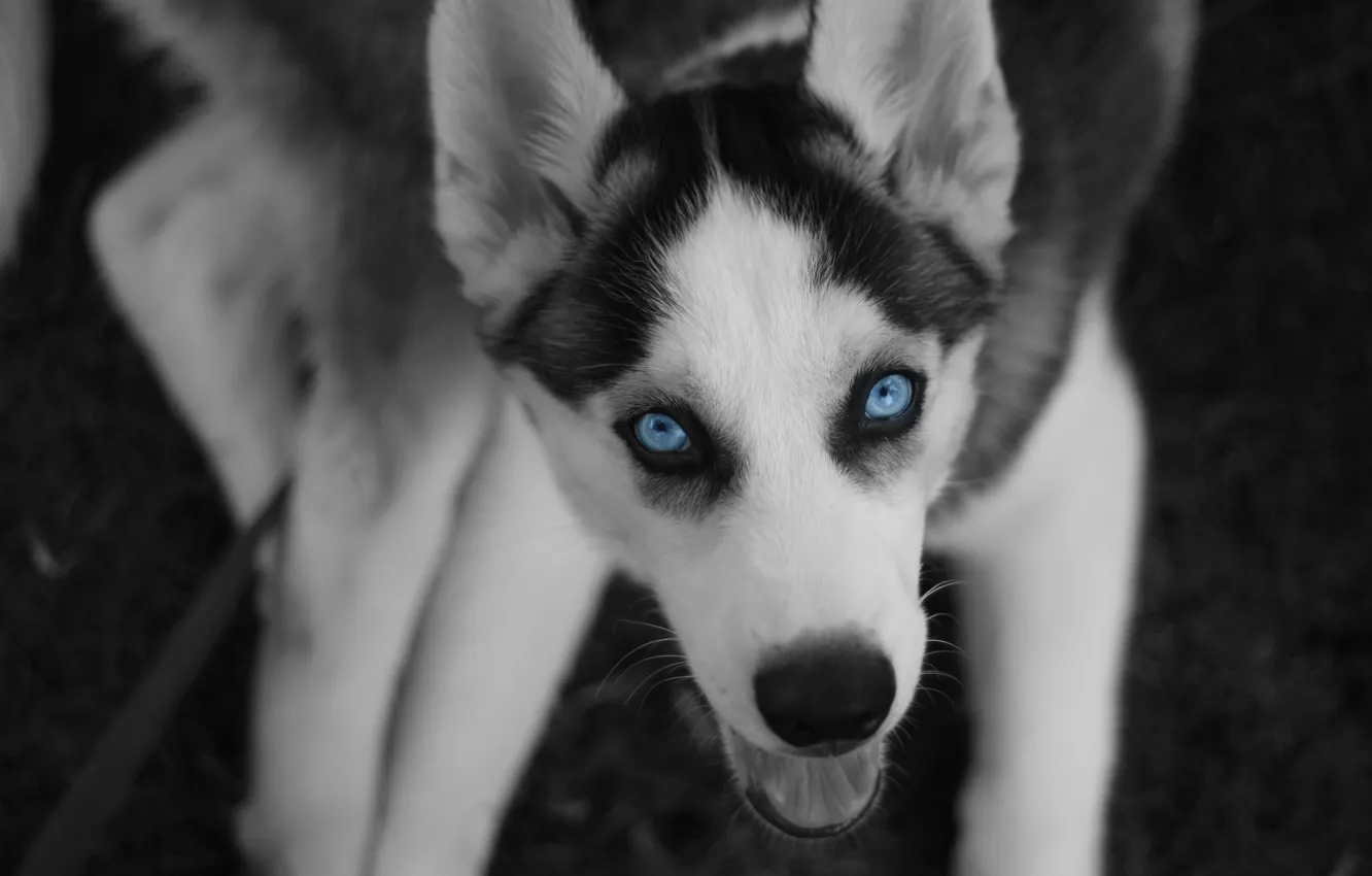 Фото обои глаза, пес, север, хаски