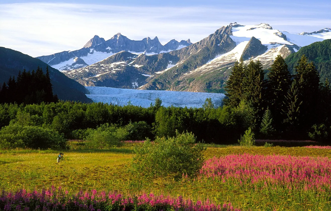 Фото обои снег, деревья, цветы, горы, человек, Аляска, луг