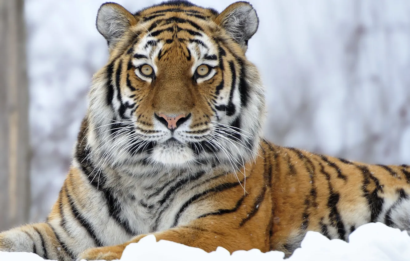 Фото обои зима, снег, хищник, Тигр, большая кошка