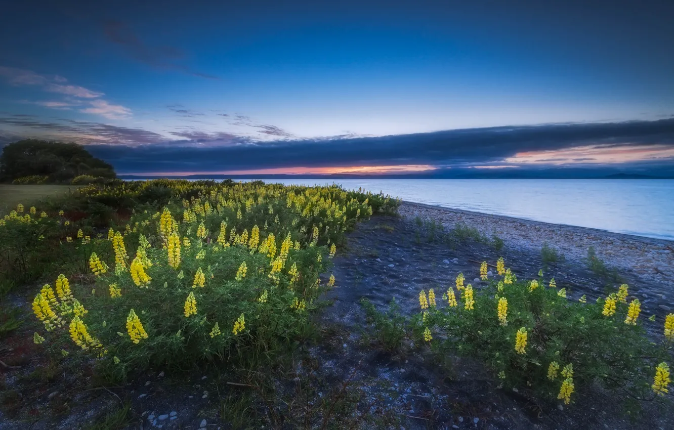 Фото обои цветы, природа, Новая Зеландия, New Zealand, люпин, озеро Таупо, Lake Taupo