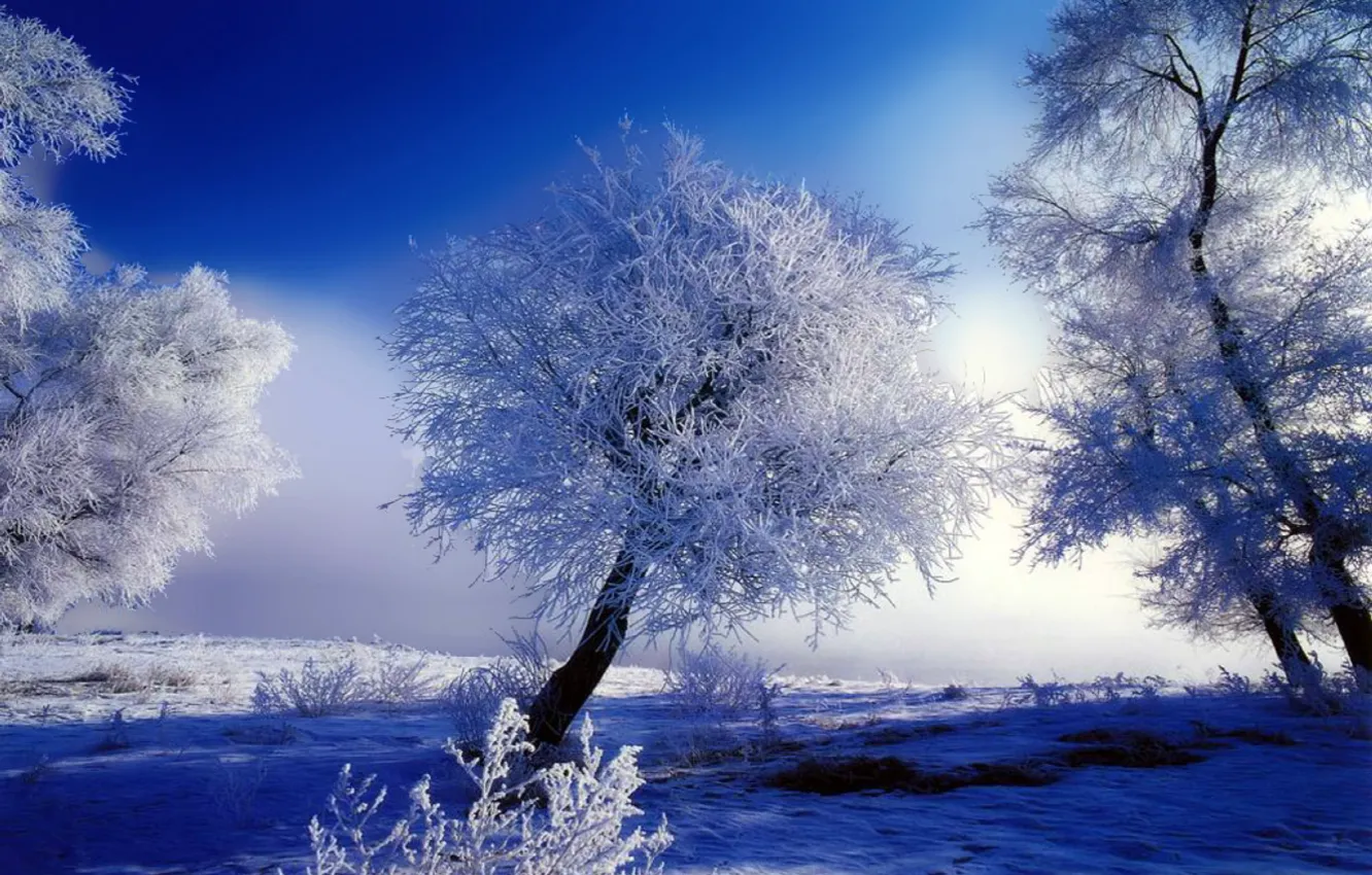 Фото обои иней, белый, снег, деревья, синий, Зима