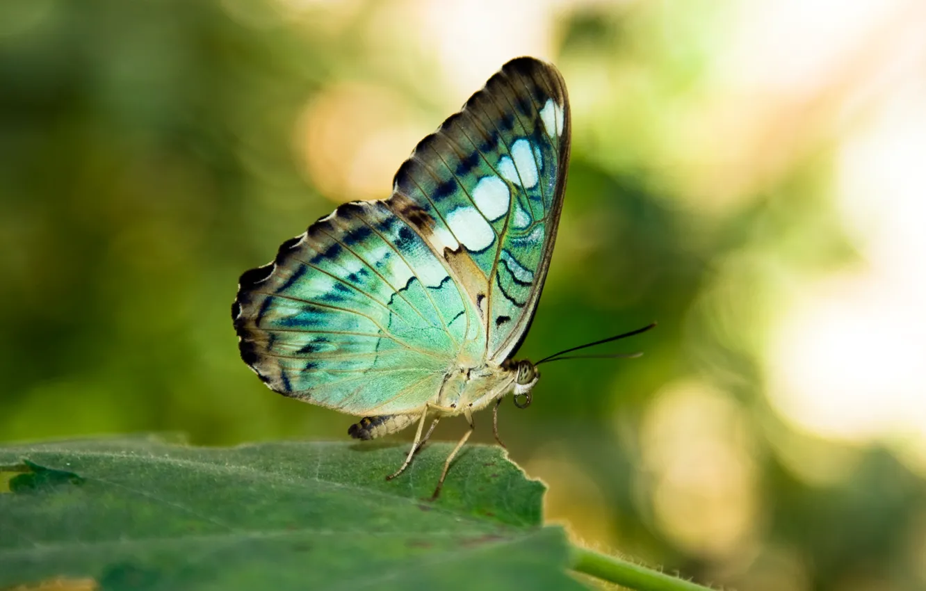 Фото обои green, wings, butterfly, leaves