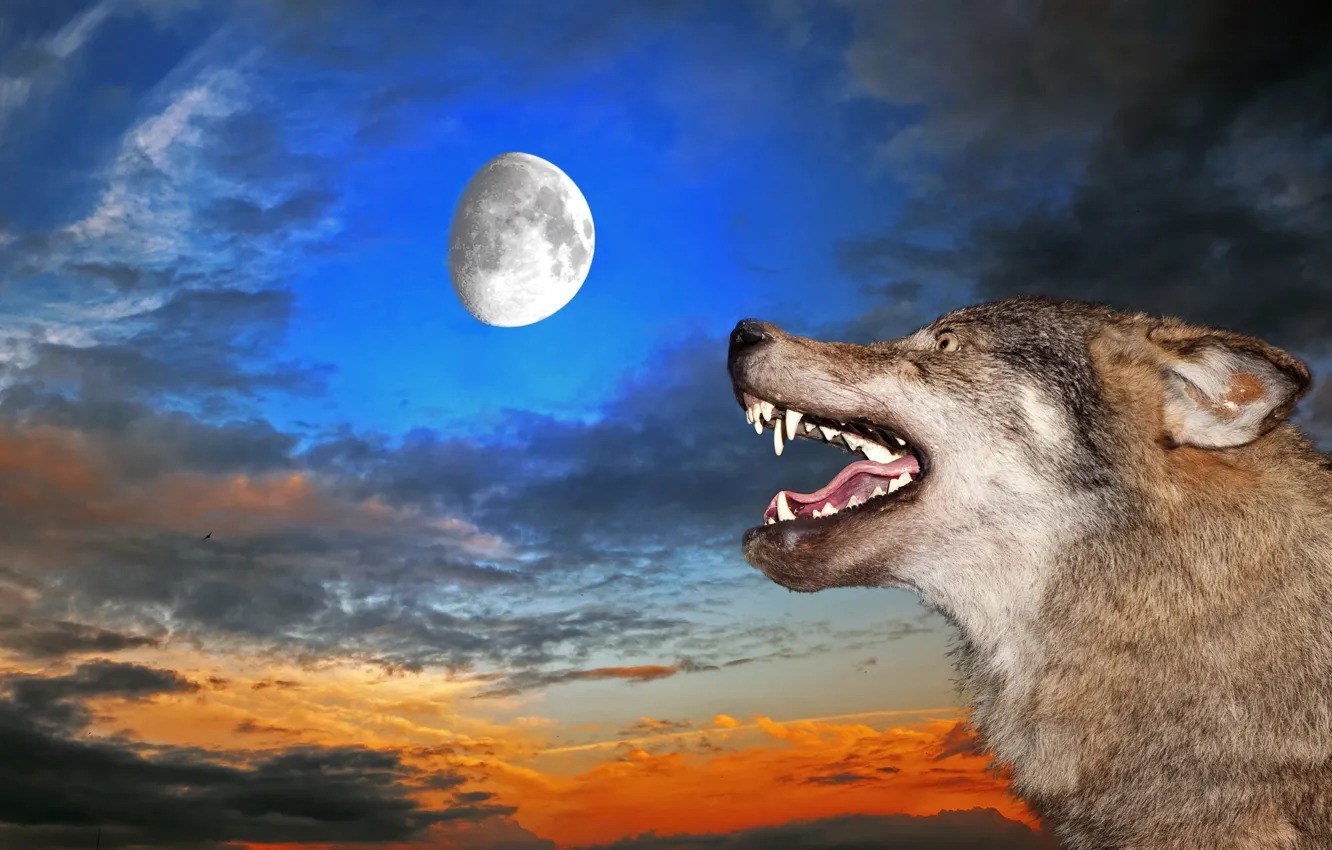 Фото обои небо, луна, волк, пасть, клыки, оскал