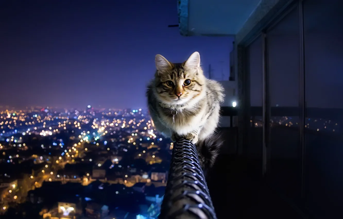 Фото обои кот, город, огни, перила, балкон, антиАкрофобия