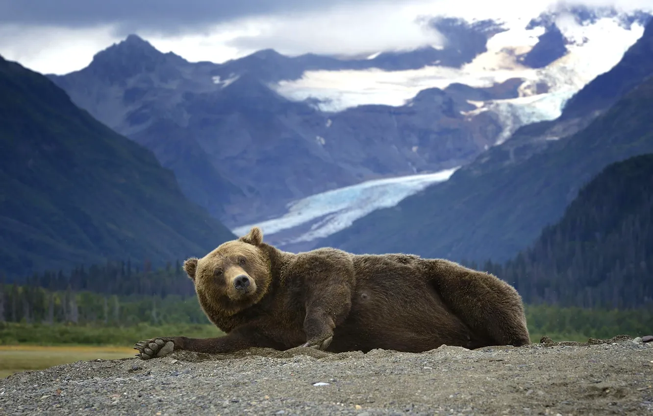 Фото обои горы, хищник, Аляска, Медведь, лежит, Гризли