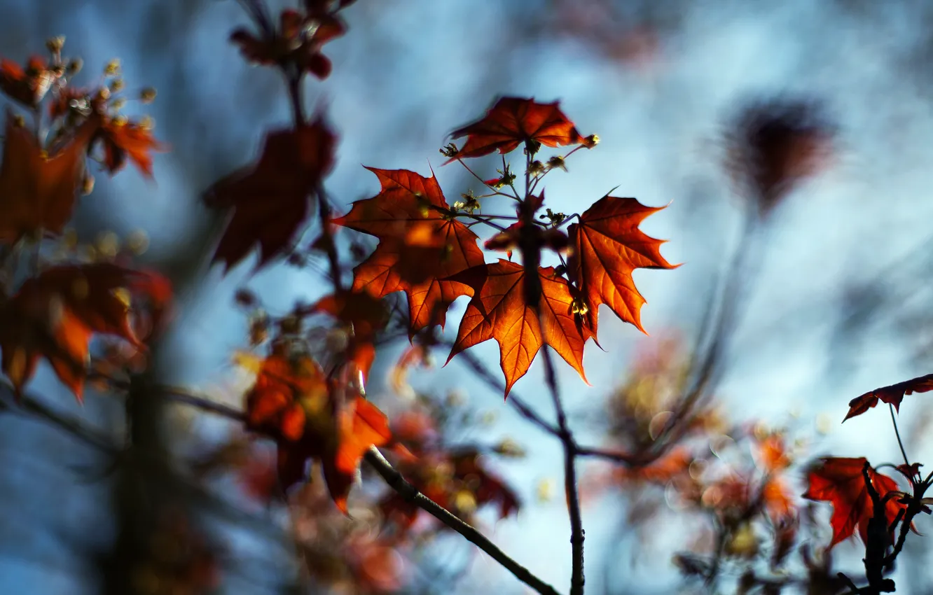 Фото обои осень, листья, макро, природа, ветви, размытость, клён, боке