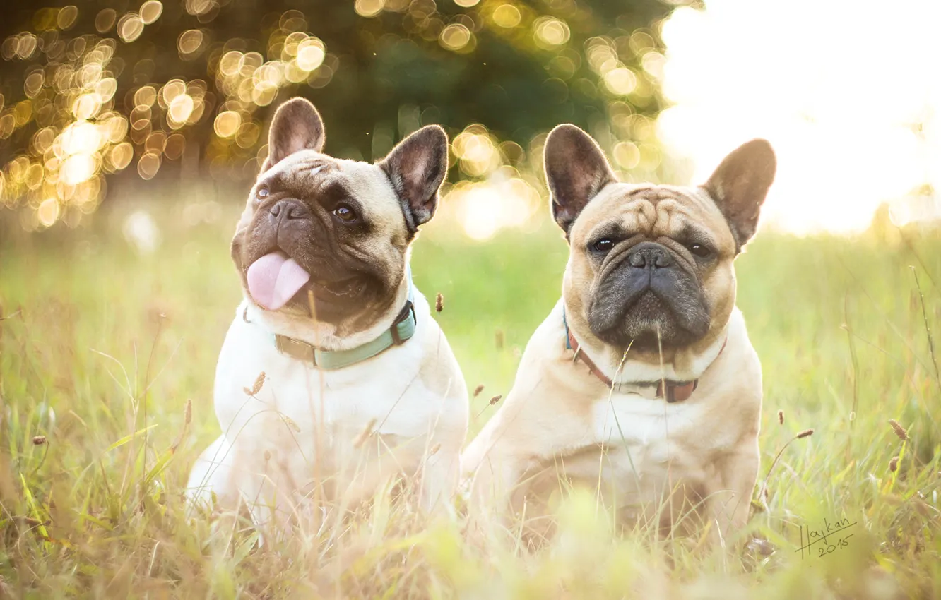 Фото обои собаки, трава, природа, Французские бульдоги