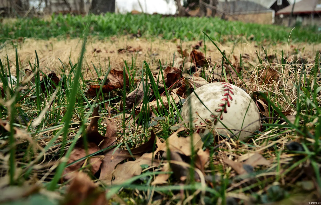 Фото обои field, sports, baseball