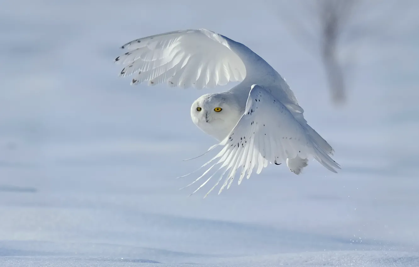 Фото обои зима, снег, птица, полярная сова, белая сова, Nyctea scandiaca, Bubo scandiacus