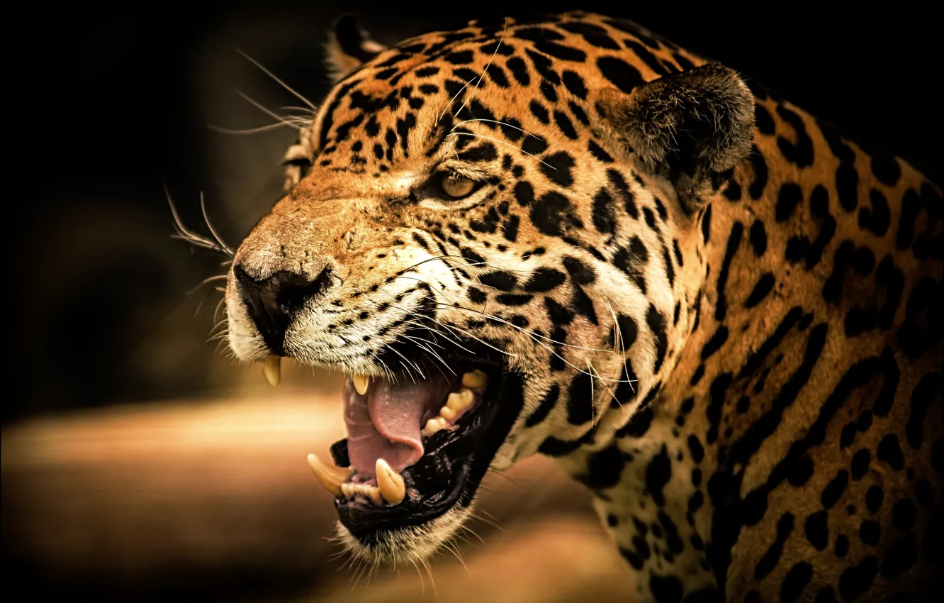 Фото обои кошка, взгляд, Jaguar, хищник, ягуар, cat, дикая, view, predator, рык, wild, roar