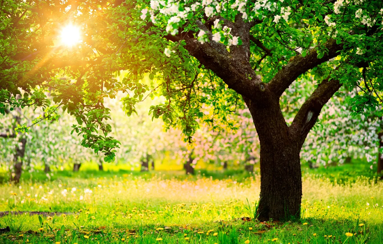 Фото обои солнце, деревья, природа, весна, сад, одуванчики, яблони