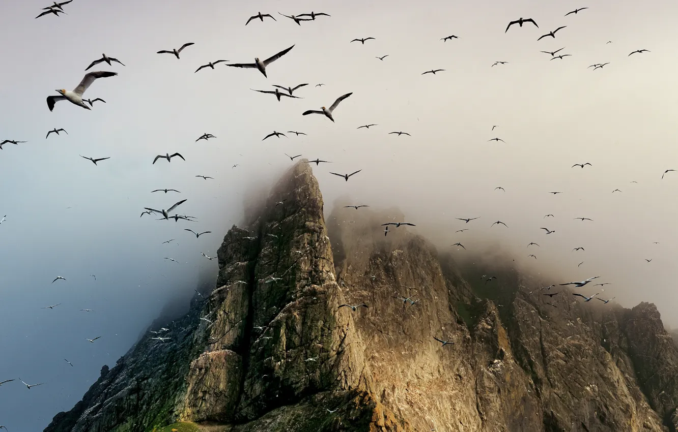 Фото обои птицы, скала, гора, Scotland, St. Kilda archipelago, Boreray Island